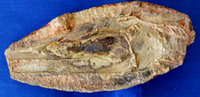 Tête saurichthys poisson d'occasion  La Roche-sur-Yon