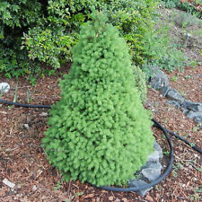 Picea glauca conica for sale  UK