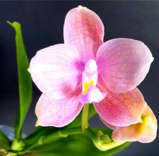 phalaenopsis for sale phalaenopsis for sale LONDON