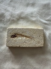 Small fish fossil for sale  ROWLANDS GILL