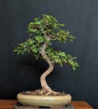 Bonsai chinesische ulme gebraucht kaufen  Bielefeld