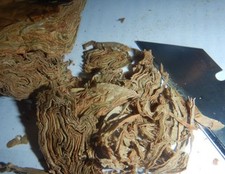 Black mammoth tobacco for sale  PETERBOROUGH