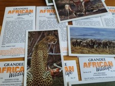 Grandee african wildlife for sale  GLASGOW