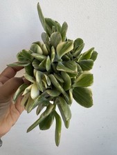 Live succulent variegated d'occasion  Expédié en Belgium