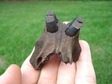 Rare beaver maxilla for sale  Tallahassee