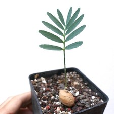 Encephalartos nubimontanus var usato  Napoli