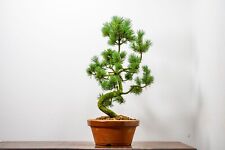 Japanese white pine for sale  DERBY