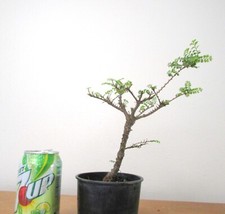chinese elm for sale chinese elm for sale Garden Grove