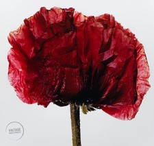 Vtg irving penn for sale  Woodstock