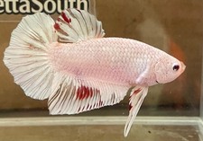 Hmpk betta live for sale  Hialeah