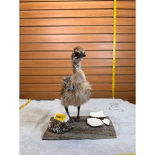 Fhqua1 baby ostrich for sale  Hill City
