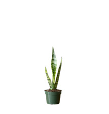 Sanseveria zeylanica green for sale  Modesto