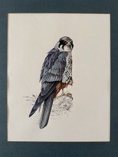 Original derek oliver for sale  MIDDLESBROUGH