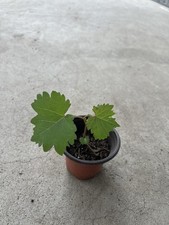 Kyoho grape pot for sale  El Monte