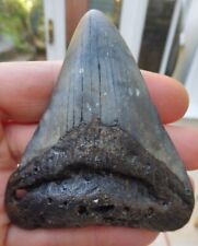Megalodon tooth 3.352 for sale  BURGESS HILL