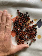 Chamaedorea microspadix seeds for sale  Santa Cruz