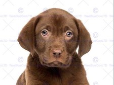 Photo animal dog for sale  EDINBURGH