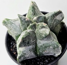 Astrophytum myriostigma kikko gebraucht kaufen  Obertshausen