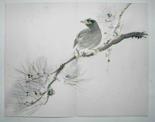 Mynah bird pine for sale  OSWESTRY