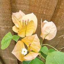 Copper bougainvillea kagaz for sale  UXBRIDGE