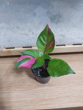 Rare alternanthera party for sale  LIVERPOOL