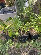 Zamia integrifolia palatka d'occasion  Congénies