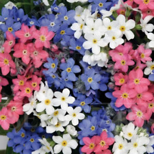 2000 NASION Forgissmynon MIX Różowy Biały Niebieski - Myosotis sylvatica / alpestris na sprzedaż  Wysyłka do Poland