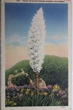 California spanish dagger for sale  Wilmington