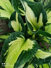 Funkie hosta whirlwind gebraucht kaufen  Berlin
