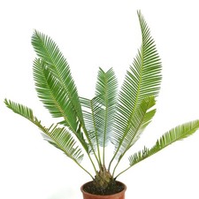 Dioon edule var. usato  Napoli