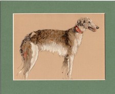Borzoi russian wolfhound for sale  SPALDING