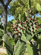 Spineless thornless edible for sale  Long Beach