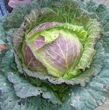 Lot graines chou d'occasion Lot graines chou d'occasion  Chazelles