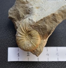 Ammoniti holcodiscus fallax usato Ammoniti holcodiscus fallax usato  Segrate