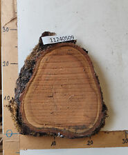 Baumscheibe 40mm dicke gebraucht kaufen  Waldkirchen