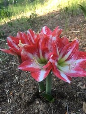 Large amaryllis bulbs for sale  Sautee Nacoochee