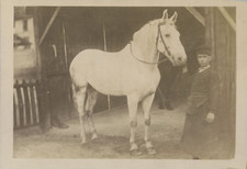 Cheval palefrenier 1865 d'occasion  Pagny-sur-Moselle