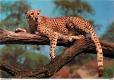 Animals beasts cheetah d'occasion  Expédié en Belgium