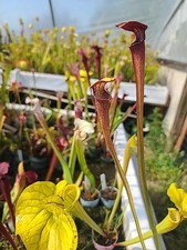 Sarracenia carnivorous species for sale  Eugene