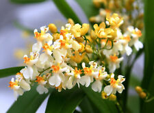 Oncidium twinkle jasmin for sale  LONDON