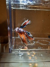 Large halfmoon tangerine for sale  Boardman