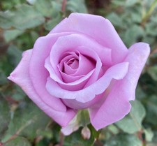 Pre order twice for sale Pre order twice for sale  SPALDING