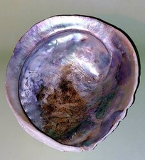 Abalone seashell sea for sale  FELIXSTOWE