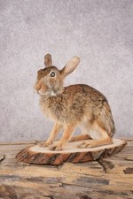 Cottontail bunny sku for sale  Wrightstown