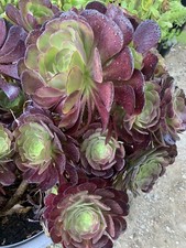Fresh cuttings aeonium for sale  Rancho Cucamonga