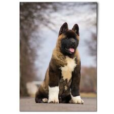 Large american akita for sale  SELBY