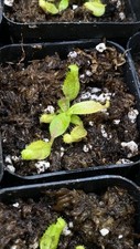 Nepenthes veitchii seed for sale  Phoenix