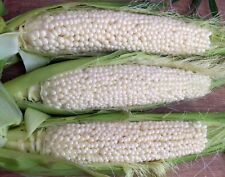 Country gentleman sweet for sale  Deltona