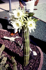 Kaktus blüte gebraucht kaufen  Oldenburg (Oldenburg)