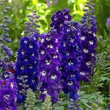 Delphinium dark blue for sale  GLASGOW